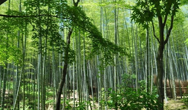 Rừng tre trúc, nứa tự nhiên chuẩn bị được khai thác ở Việt Nam